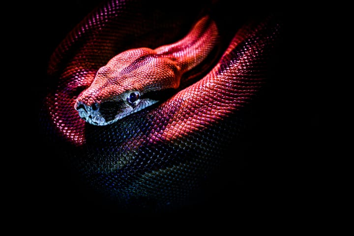 One week with Python: My Honest Experience